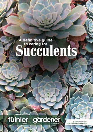 2-13209.jpg A definitive Guide to Caring for Succulents - Image 1