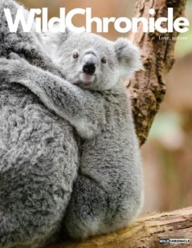 Explore with Wild Chronicle