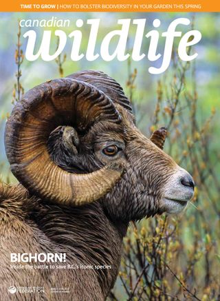 2-370.jpg Canadian Wildlife - Image 1