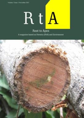 Root to Apex