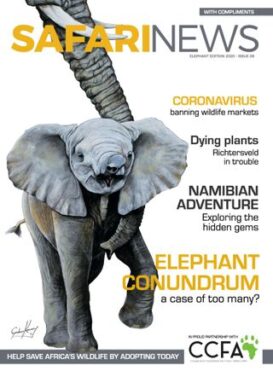 Safari News